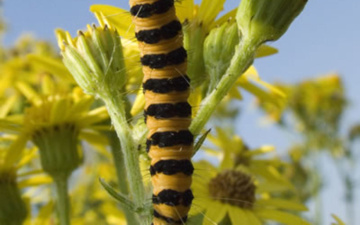 Brightly coloured yellow and black striped Cinnabar moth caterpillar clinging to the stem of a flower