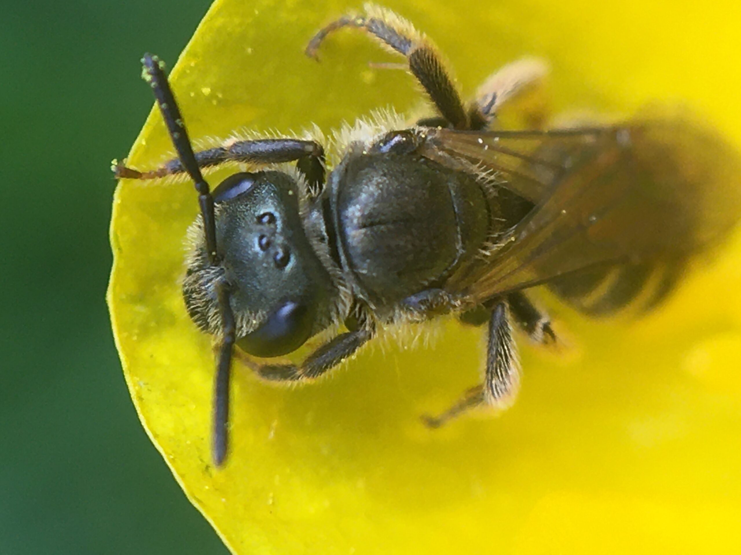 Common furrow bee - Insect Week