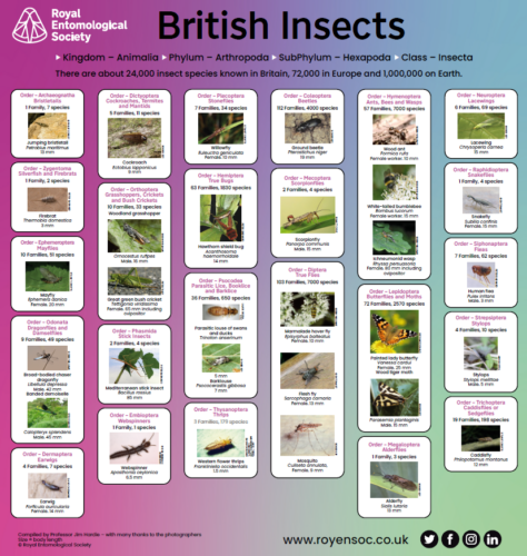 RES British Insects poster - Insect Week