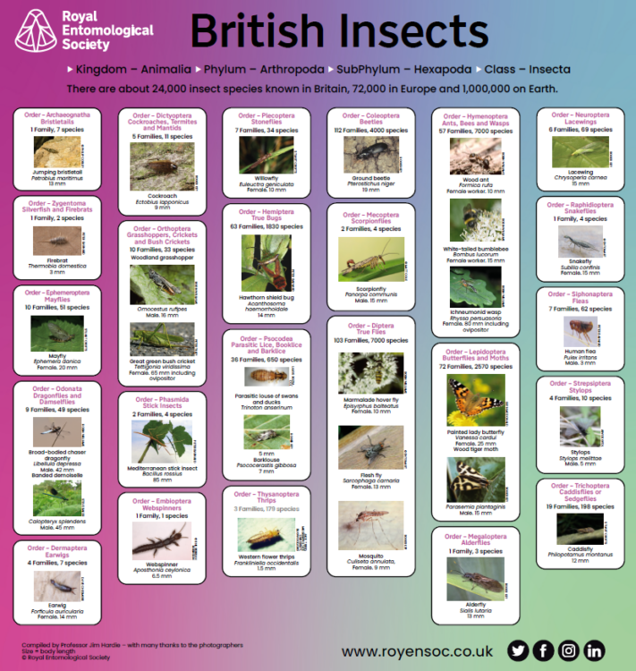 RES British Insects poster Insect Week