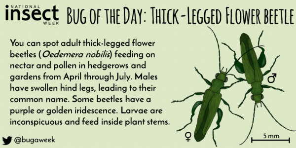 Bug of the Day - Thursday - Insect Week