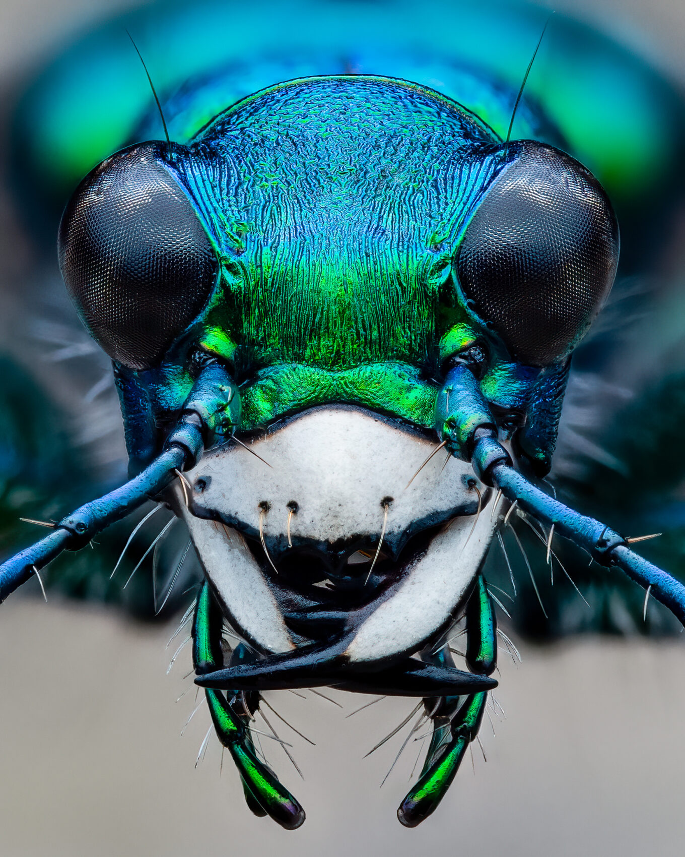 Six-Spotted Tiger Beetle - Insect Week