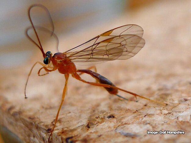 A World of Wasps - Researching the Ichneumonid Wasps