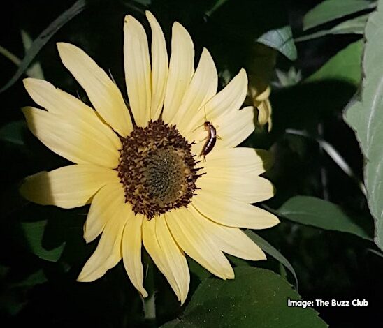 Photo of an insect on a yellow flower advertising a free webinar on Bees and Beyond - Ecosystem Services at a Garden Scale