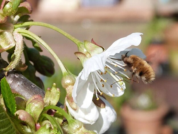 Biodiversity Net Gain - What Could BNG Mean For Pollinators?