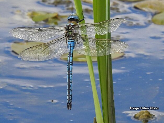 Dragonfly Field Recorder Day