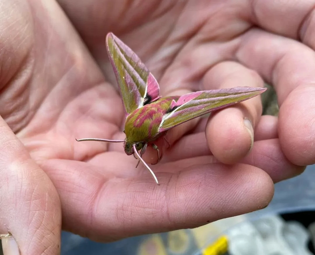 Elephant Hawk Moth siting in two hands