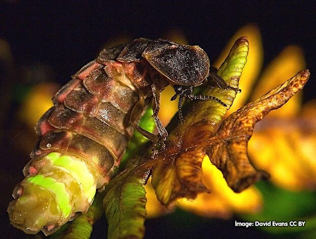 Glowing, Glowing, Gone - The Plight of the Glow-worm in Essex