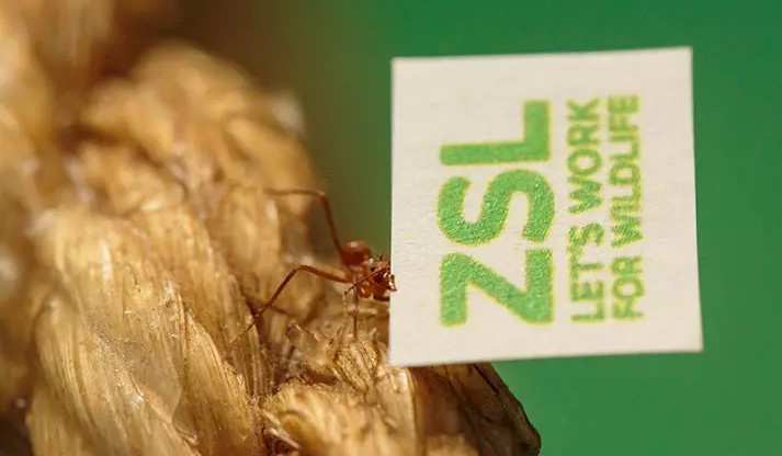 Leafcutter Ant with ZSL logo