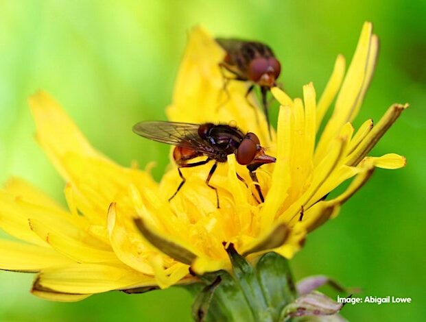 Plants for Pollinators - Using DNA to Explore Relationships in Gardens