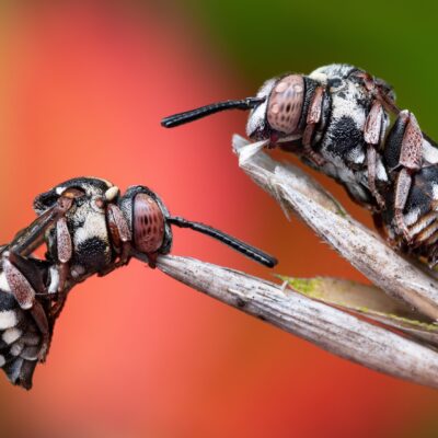 Two cuckoo bees (Epeolus variegatus) fast asleep, grasping onto the grass with their mandibles. Still with a few drops of morning dew on them.