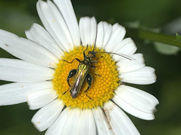 Sow Wild! and Insect Identification