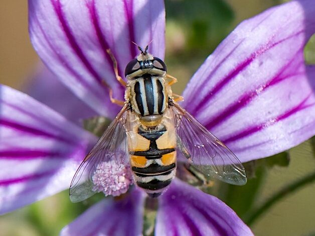 Photo of a hoverfly advertising a free webinar on the Hoverfly Lagoons Project: A Journey into the Past, Present and Future