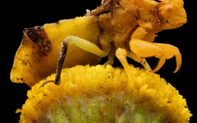 A large female Jagged Ambush Bug waiting for prey on a Tansy flower head.