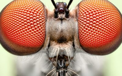 This is a highly detailed stacked image of a living gnat ogre photographed in the field. A green background card was placed behind the subject to help with exposure on the tiny subject.