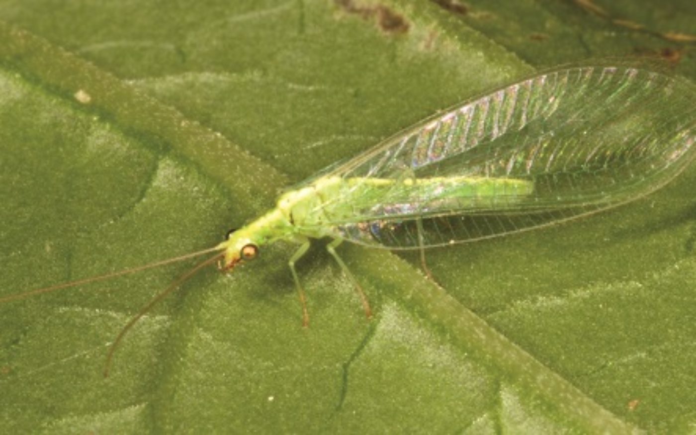 How To Get Rid of Green Lacewing Flies