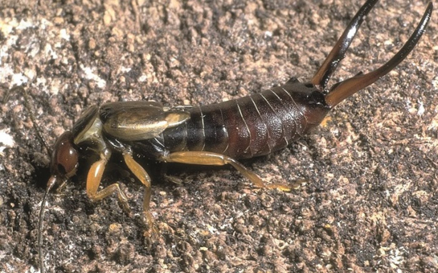 Common earwig - Insect Week