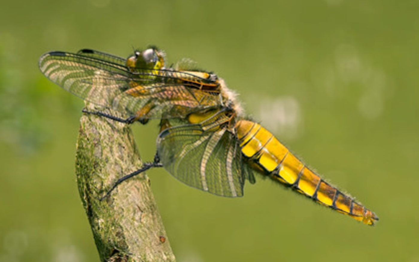 Tips for insect photography - Insect Week