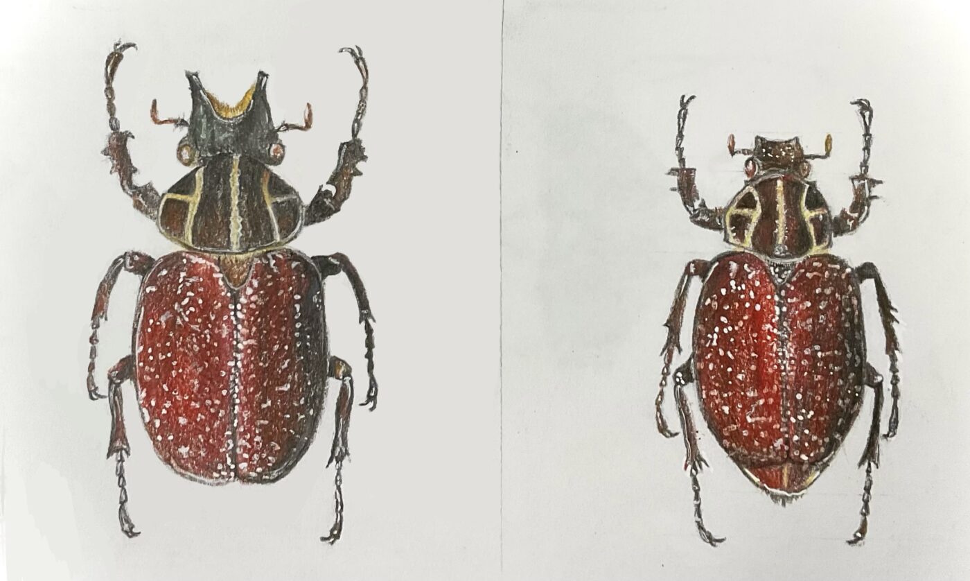 A pair of starry flower beetles specimens, the colouring pencils and the highlight document the magnificent beauty of the two beetles and provide an accurate drawing of them.