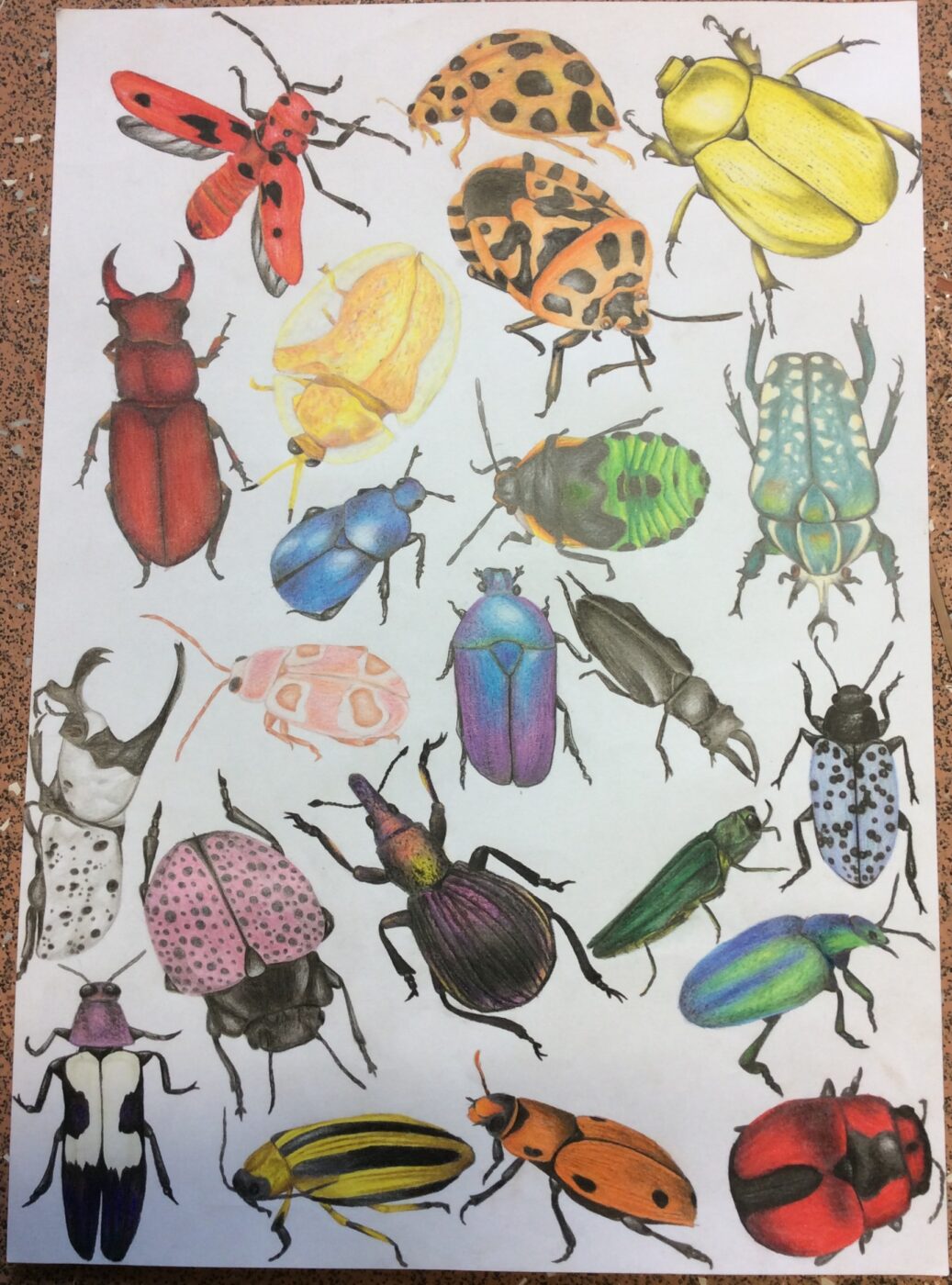 rainbow collection of beetles of various shapes, sizes and species