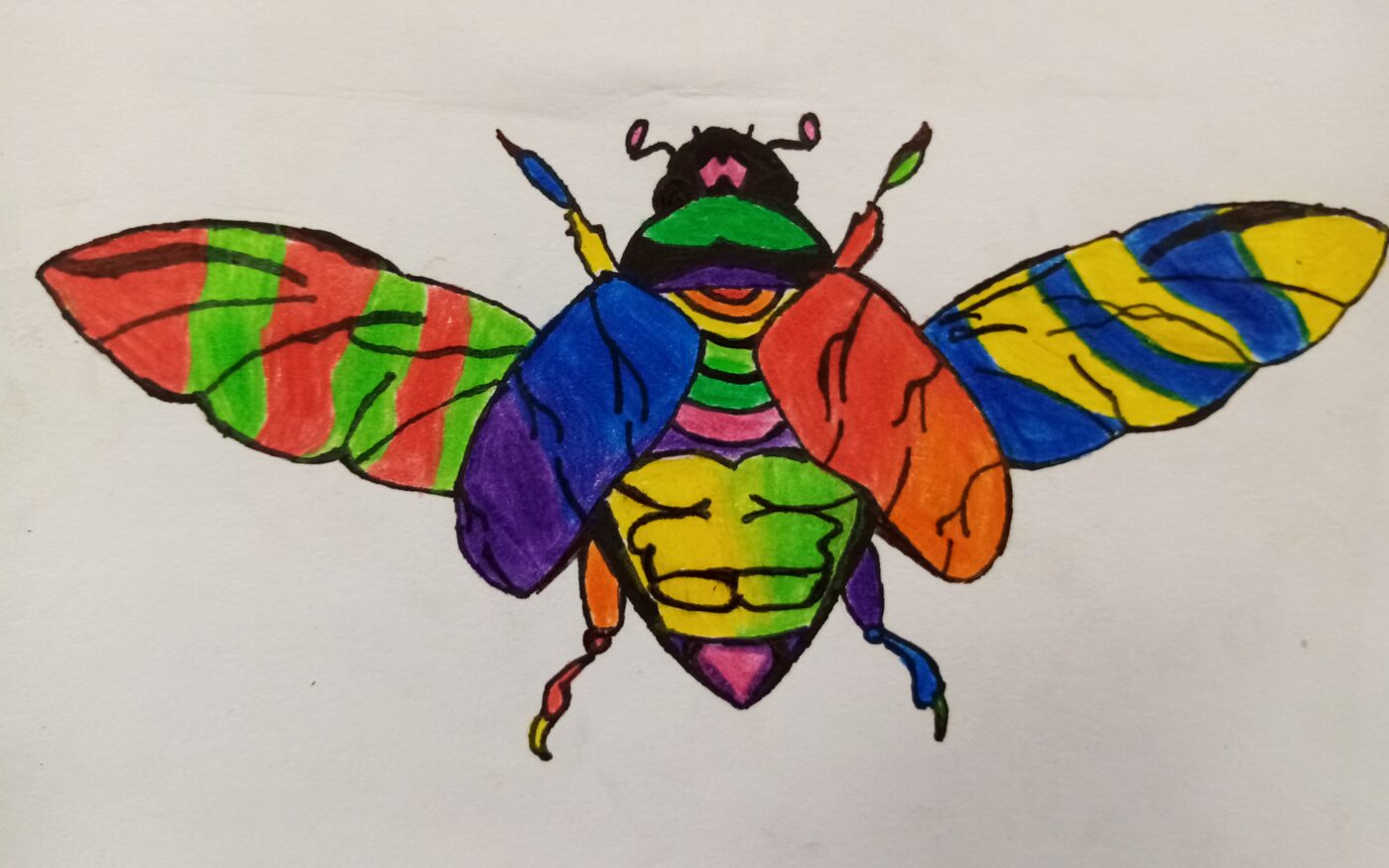 A colourful beetle with a variety of colours.