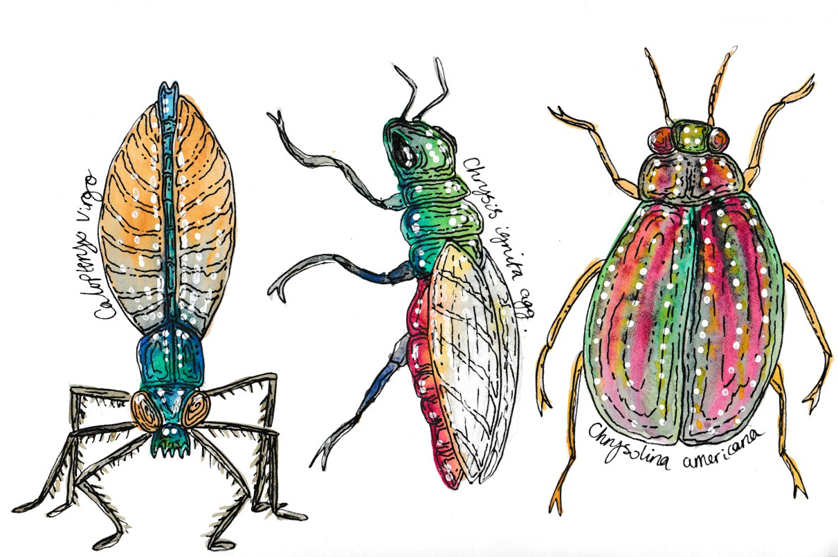 In the bug world, I do find the metallic varieties particularly delightful. Here are three of my favourite shiny bugs: a beautiful demoiselle, ruby tailed wasp and rosemary beetle.