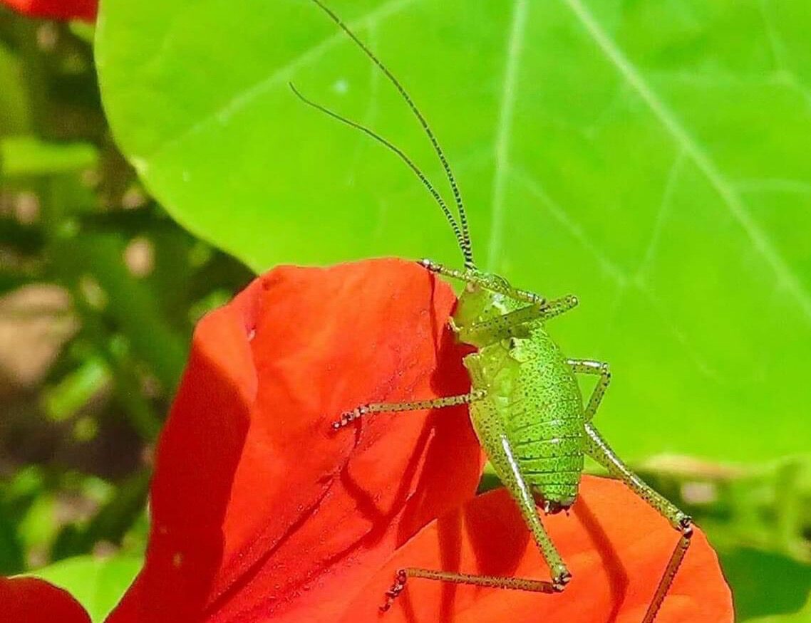 In this photograph is a beautiful grasshopper relaxing on a vibrant sea of green and red coloured foliage.