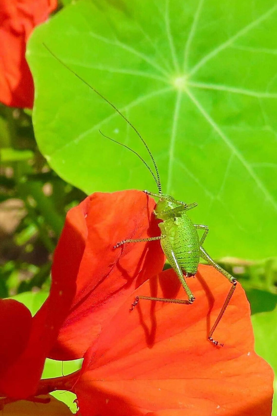 In this photograph is a beautiful grasshopper relaxing on a vibrant sea of green and red coloured foliage.