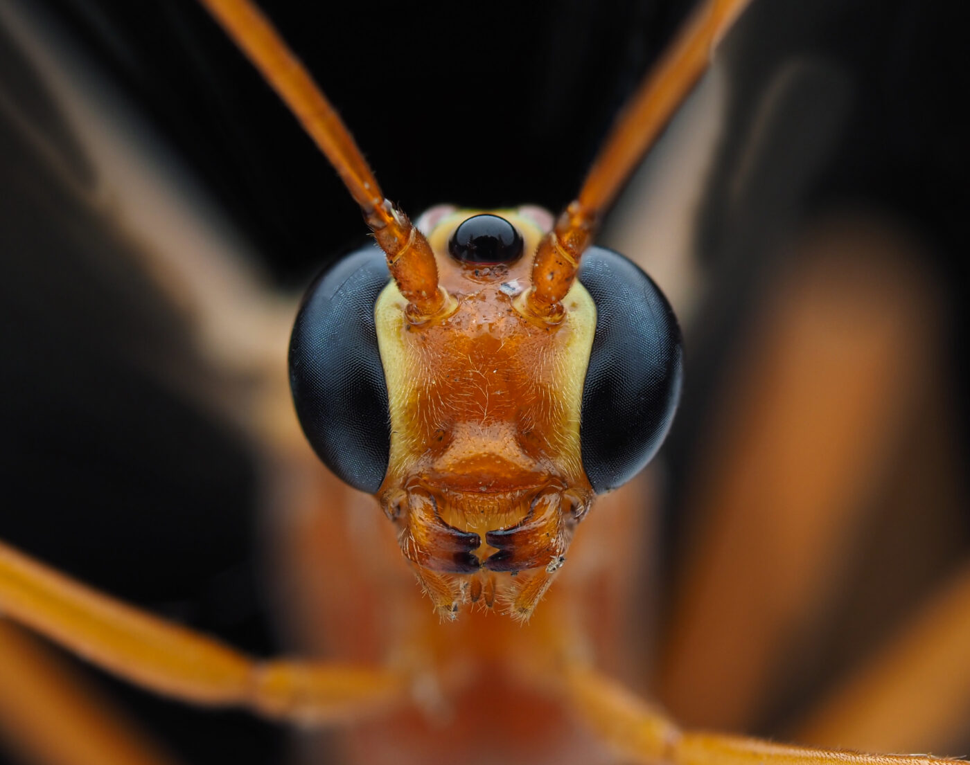 This Ichneumons species was found in my moth trap.