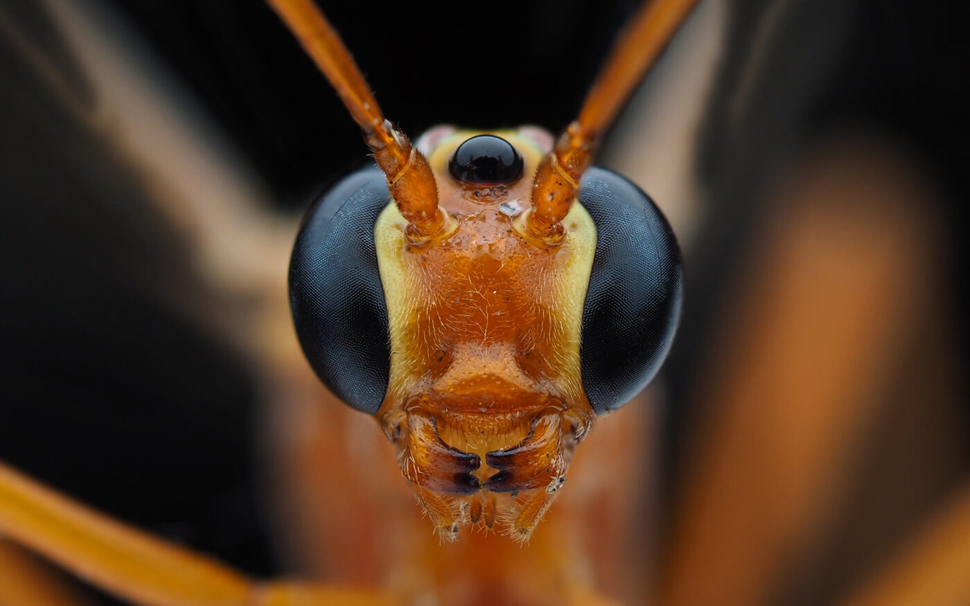 This Ichneumons species was found in my moth trap.