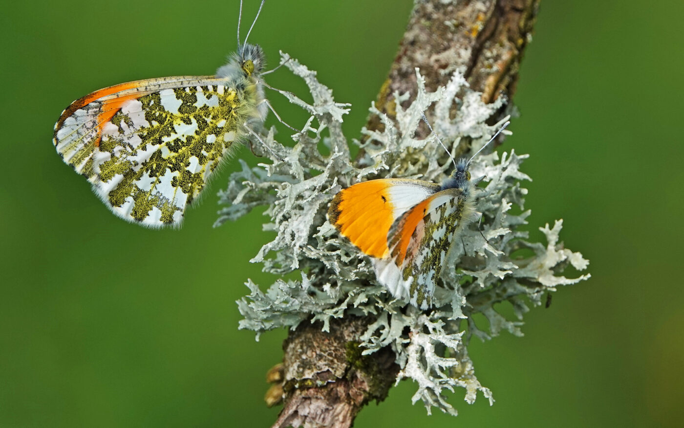 I believe these two male Orange Tip butterflies are merely resting on this lichen decorated branch. Whatever their reason for being there I was glad they felt secure enough to allow me to get this colourful image.