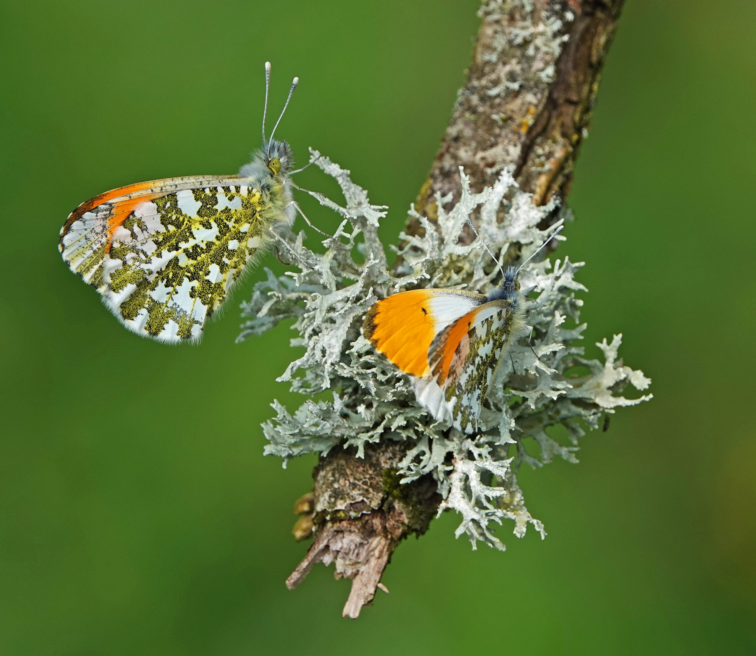 I believe these two male Orange Tip butterflies are merely resting on this lichen decorated branch. Whatever their reason for being there I was glad they felt secure enough to allow me to get this colourful image.