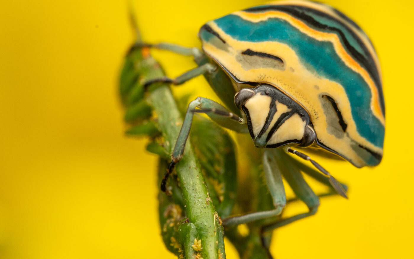 This is a portrait of an aptly-named Picasso Bug (Sphaerocoris annulus) from Ruiru in Kenya.