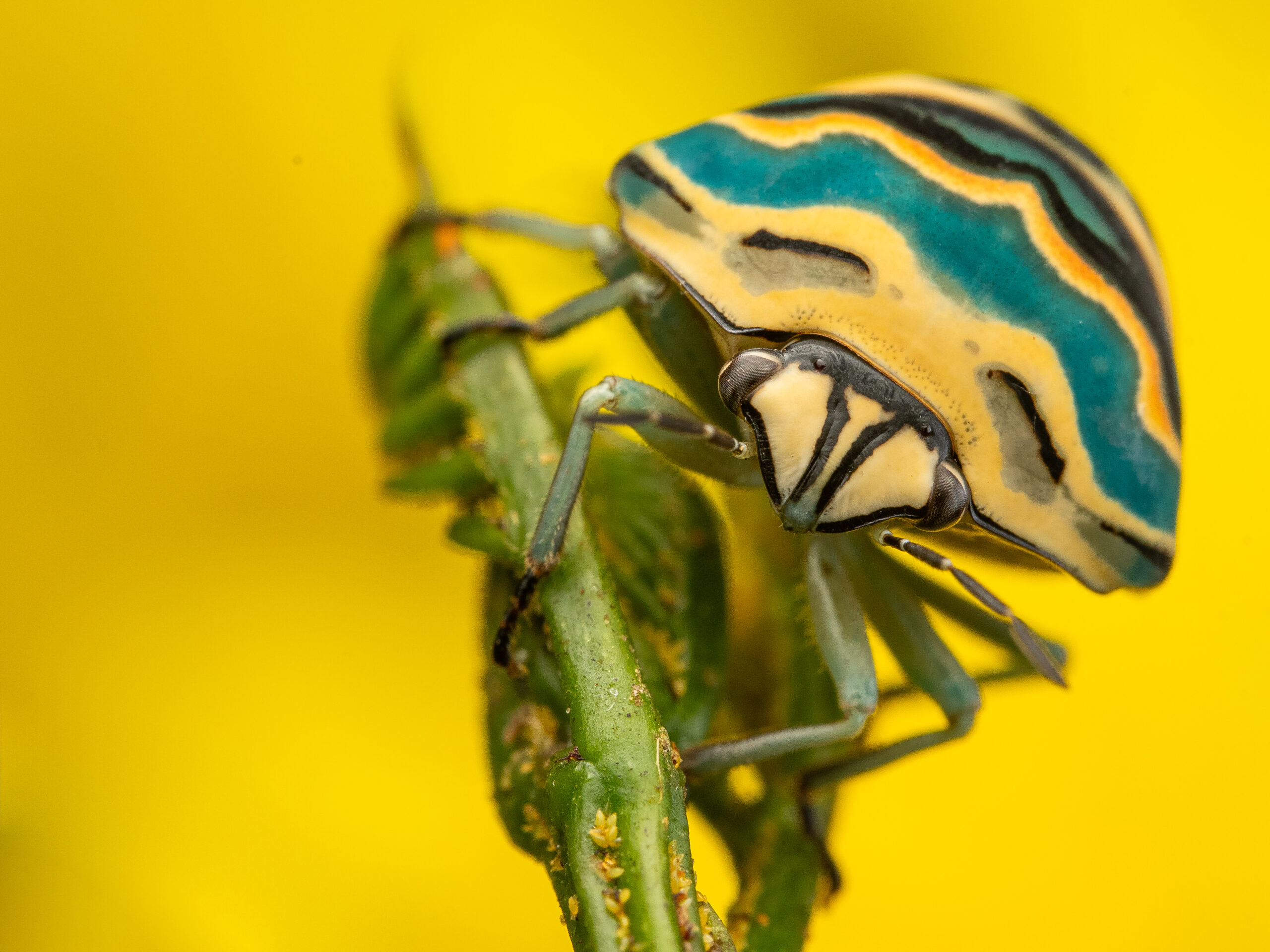 This is a portrait of an aptly-named Picasso Bug (Sphaerocoris annulus) from Ruiru in Kenya.