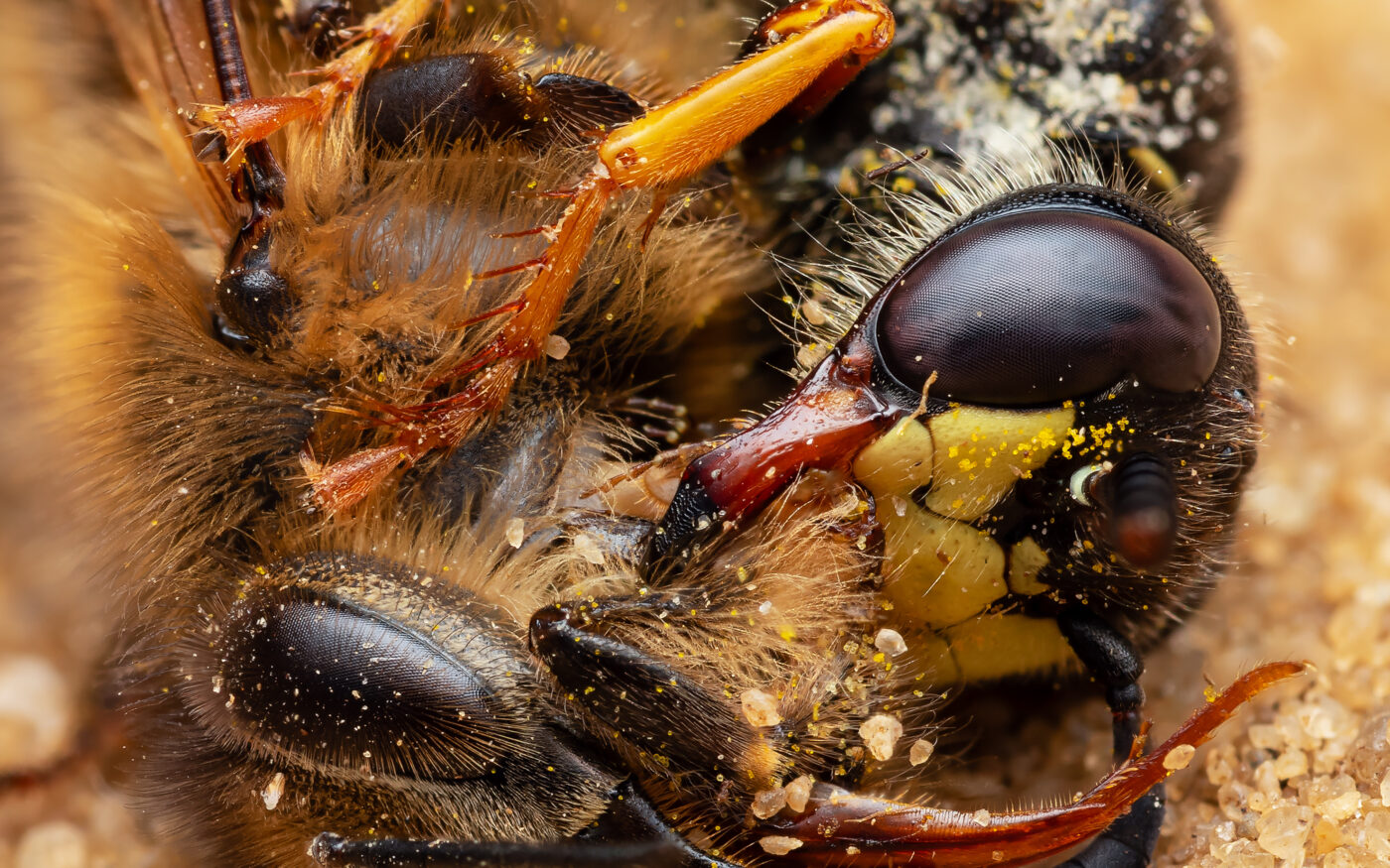 Behaviour I hadn't witnessed, seen, or read about online. A female European Beewolf (Philanthus triangulum) hastily squeezing the nectar out of a paralysed Honey Bee (Apis mellifera), and consuming it for herself. Handheld focus stack.