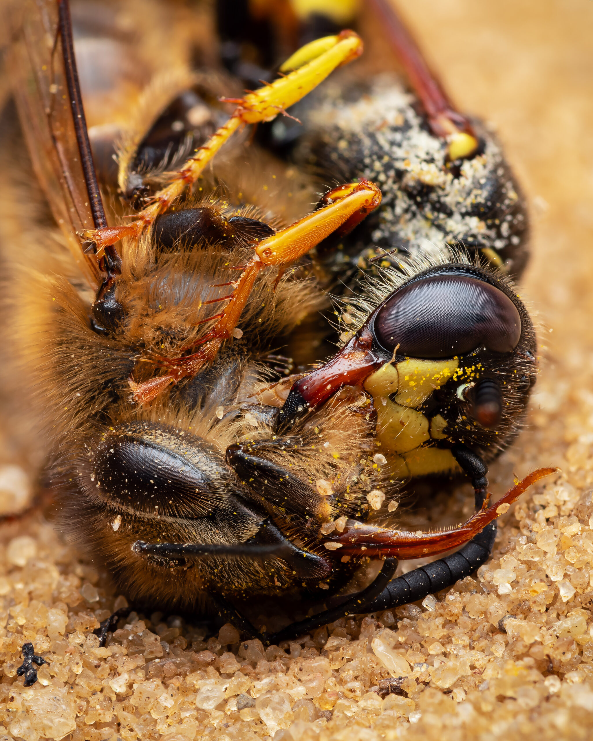 Behaviour I hadn't witnessed, seen, or read about online. A female European Beewolf (Philanthus triangulum) hastily squeezing the nectar out of a paralysed Honey Bee (Apis mellifera), and consuming it for herself. Handheld focus stack.