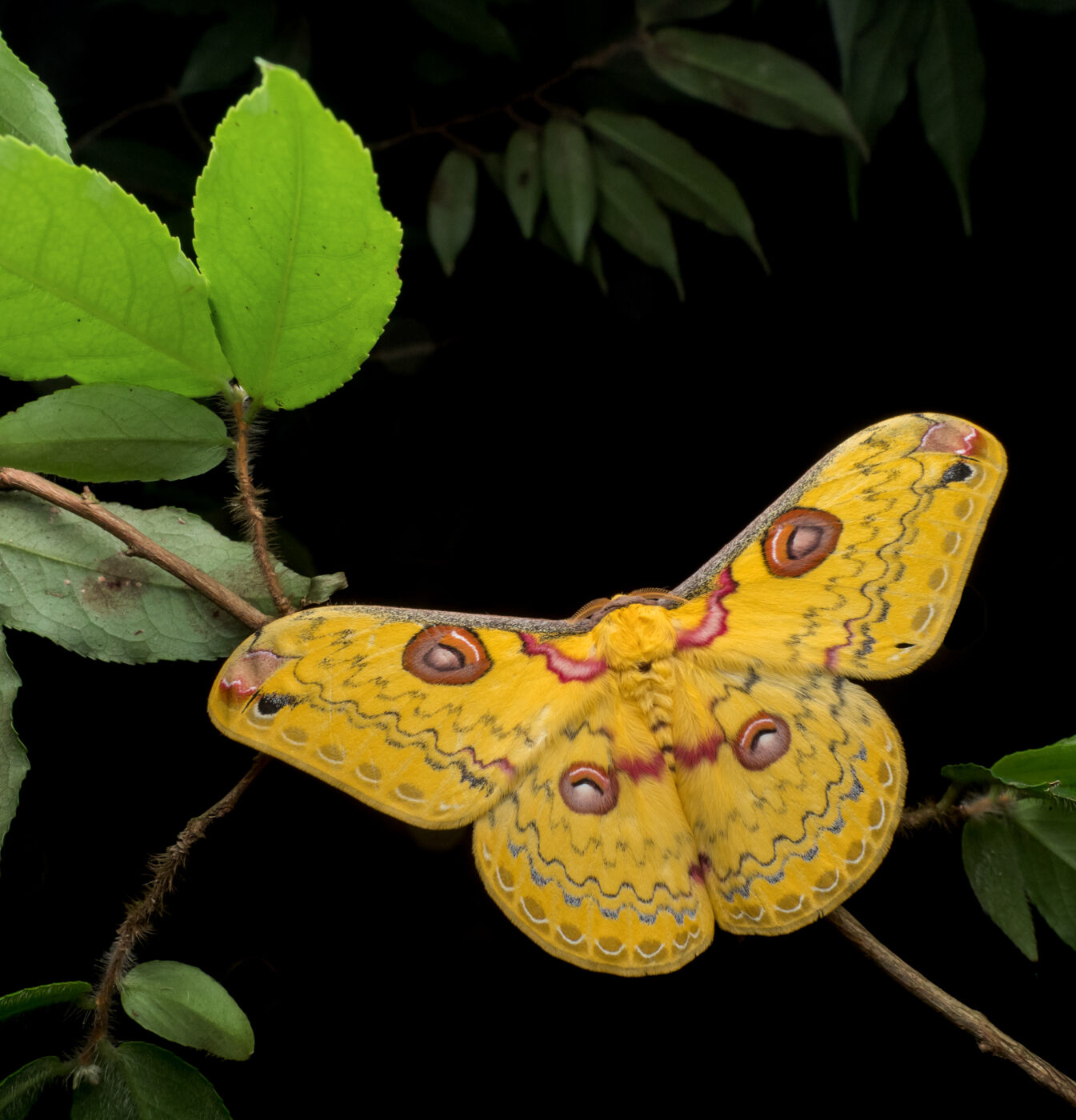 A golden emperor moth rests on a perch after gliding in the summer night