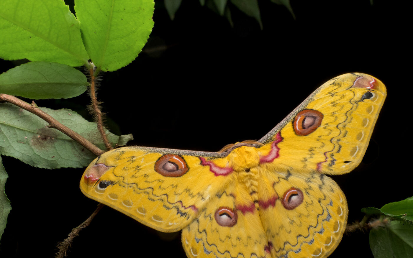 A golden emperor moth rests on a perch after gliding in the summer night