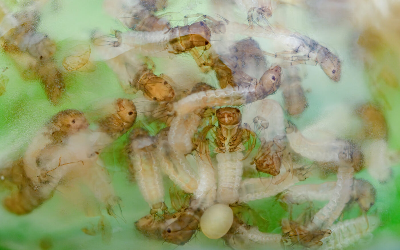 Photographed in-situ on a leaf overhanging water, this image shows recently hatched Caddisfly larvae inside a transparent gelatinous egg sac. The larvae will drop into the water where they live as aquatic insects throughout the larval and pupal stages.