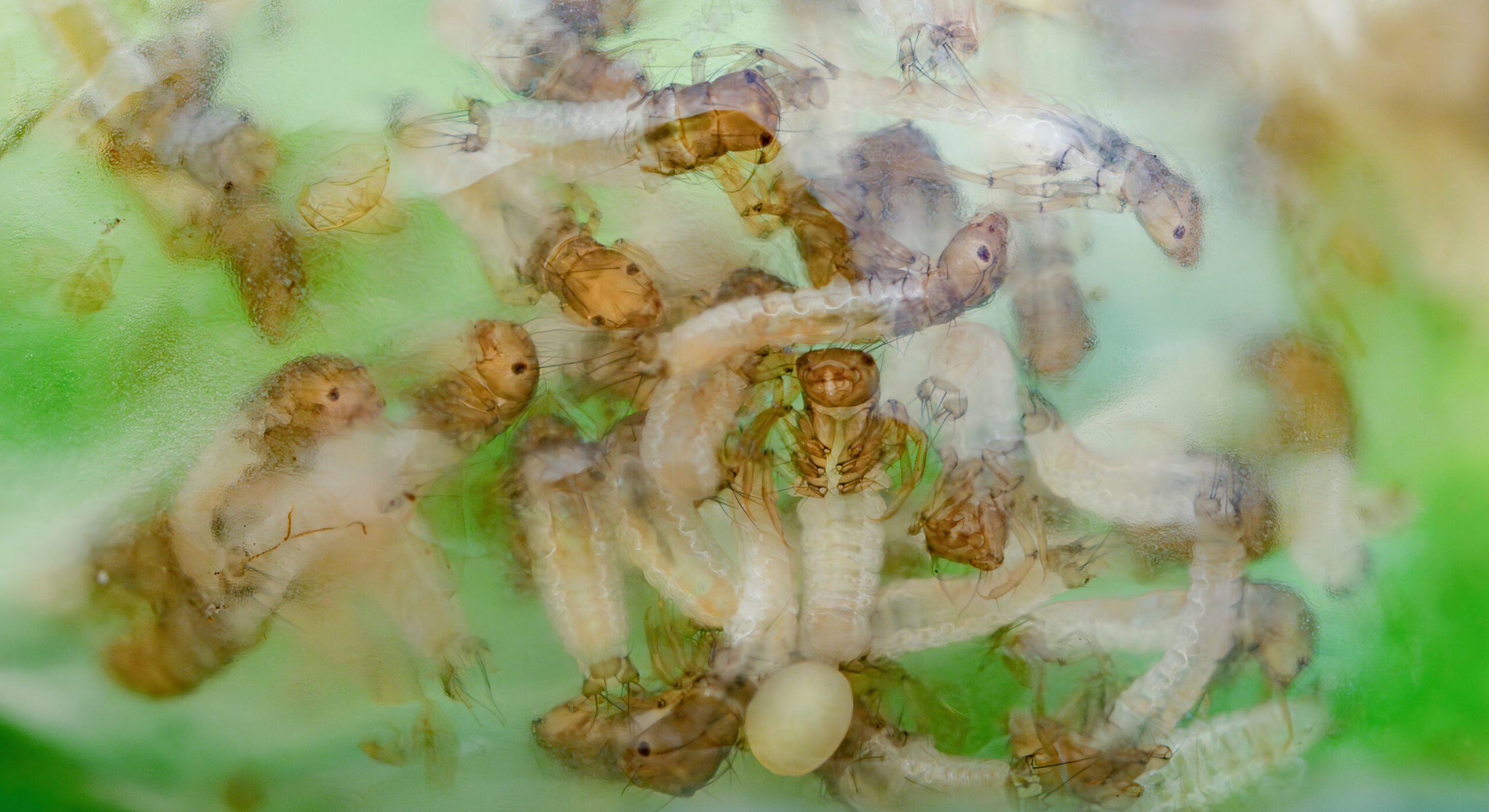 Photographed in-situ on a leaf overhanging water, this image shows recently hatched Caddisfly larvae inside a transparent gelatinous egg sac. The larvae will drop into the water where they live as aquatic insects throughout the larval and pupal stages.