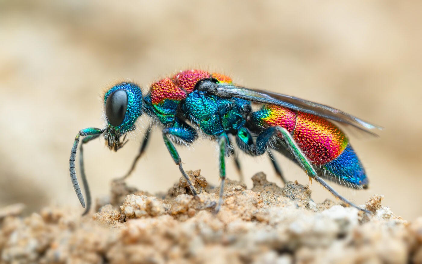 Chrysis is a genus of cuckoo wasp so called because they infiltrate the nests of other wasps and bees, laying their eggs alongside their hosts' offspring. This species, Chrysis viridula, has a spectacular metallic sheen and targets the nests of Potter Wasps (Odynerus spinipes).