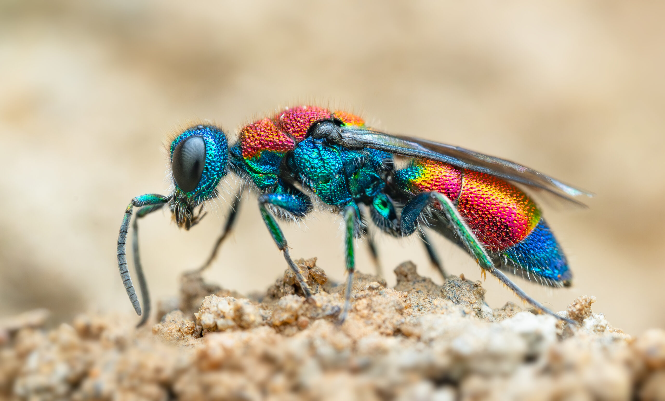 Chrysis is a genus of cuckoo wasp so called because they infiltrate the nests of other wasps and bees, laying their eggs alongside their hosts' offspring. This species, Chrysis viridula, has a spectacular metallic sheen and targets the nests of Potter Wasps (Odynerus spinipes).