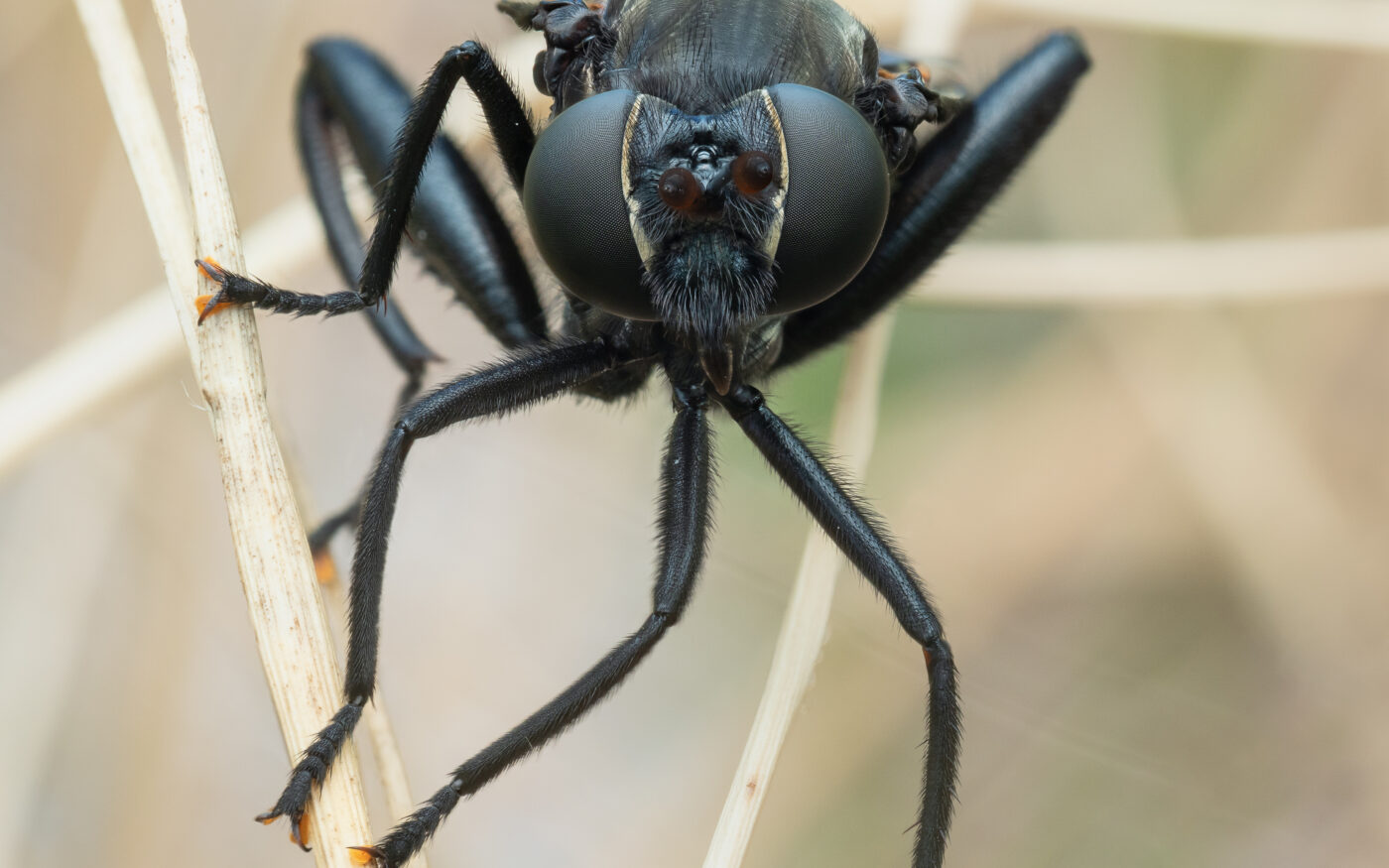 A portrait of a mydas fly roaming through the beach grass in Key West, Florida.