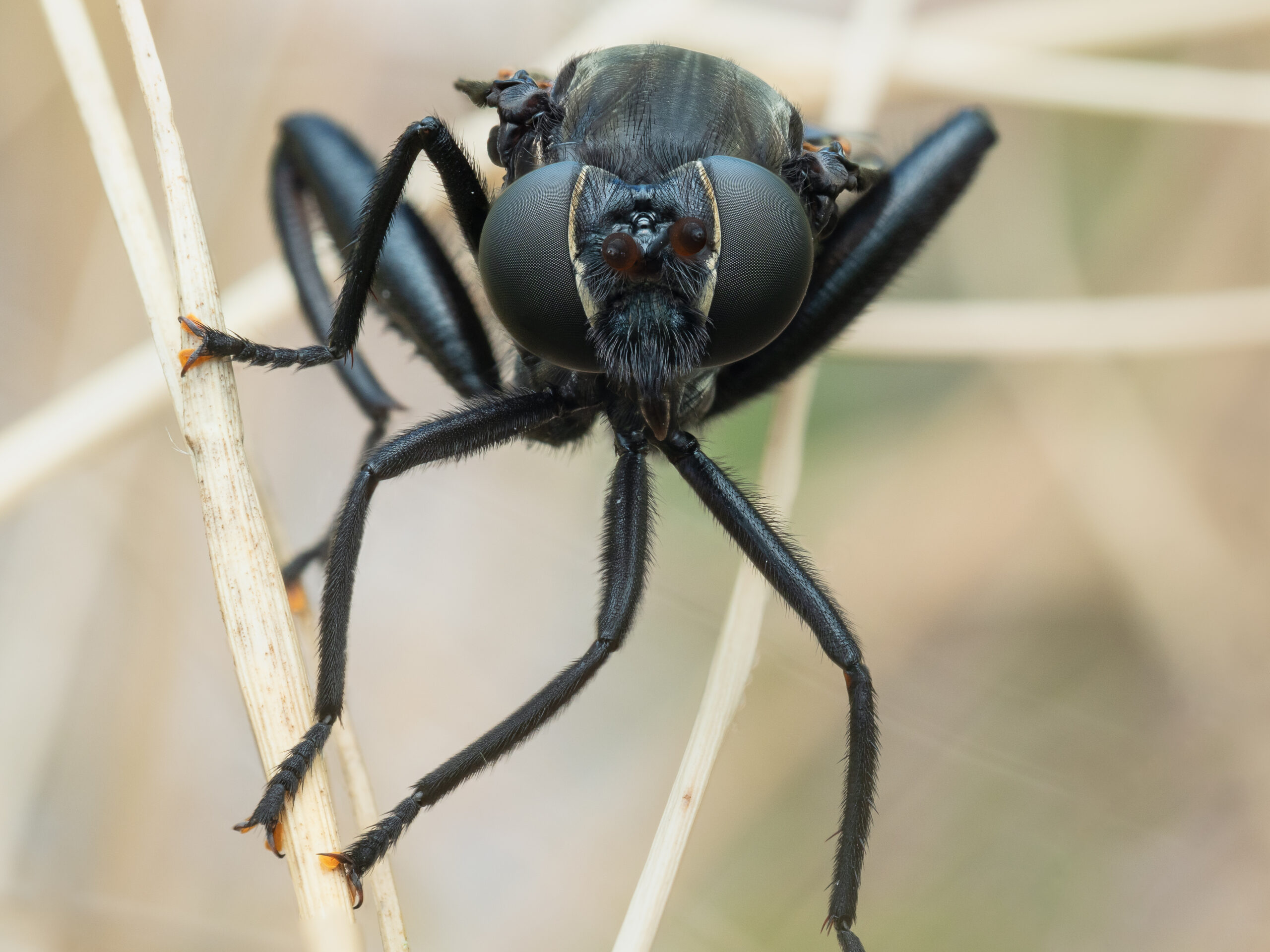 A portrait of a mydas fly roaming through the beach grass in Key West, Florida.