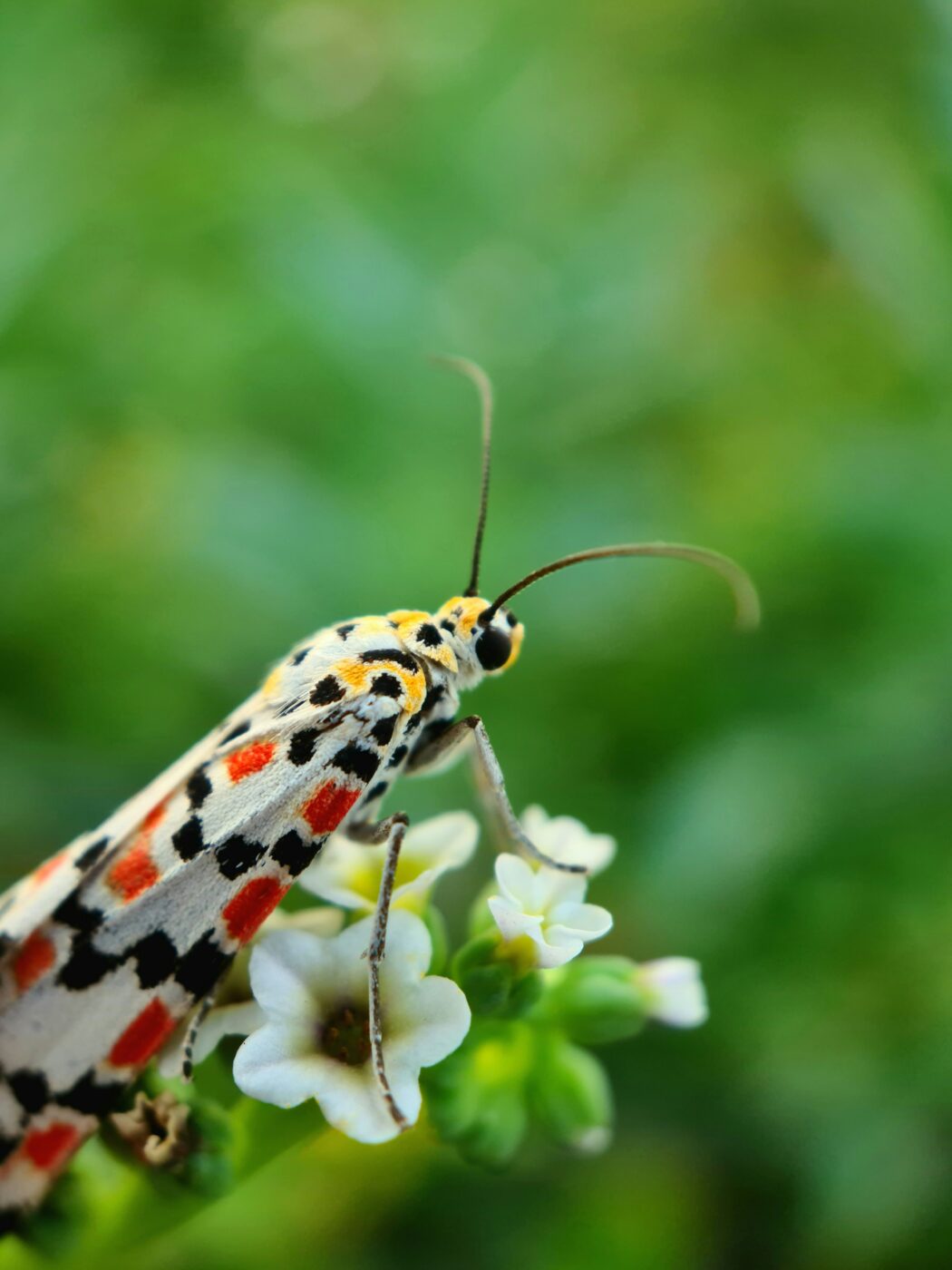 A white moth, spotted all over with beautiful red, orange, yellow, and black patterns, is perched onto delicate white flowers that contrast against the lush background greenery. This photo reflects nature's astounding colors and beauty.