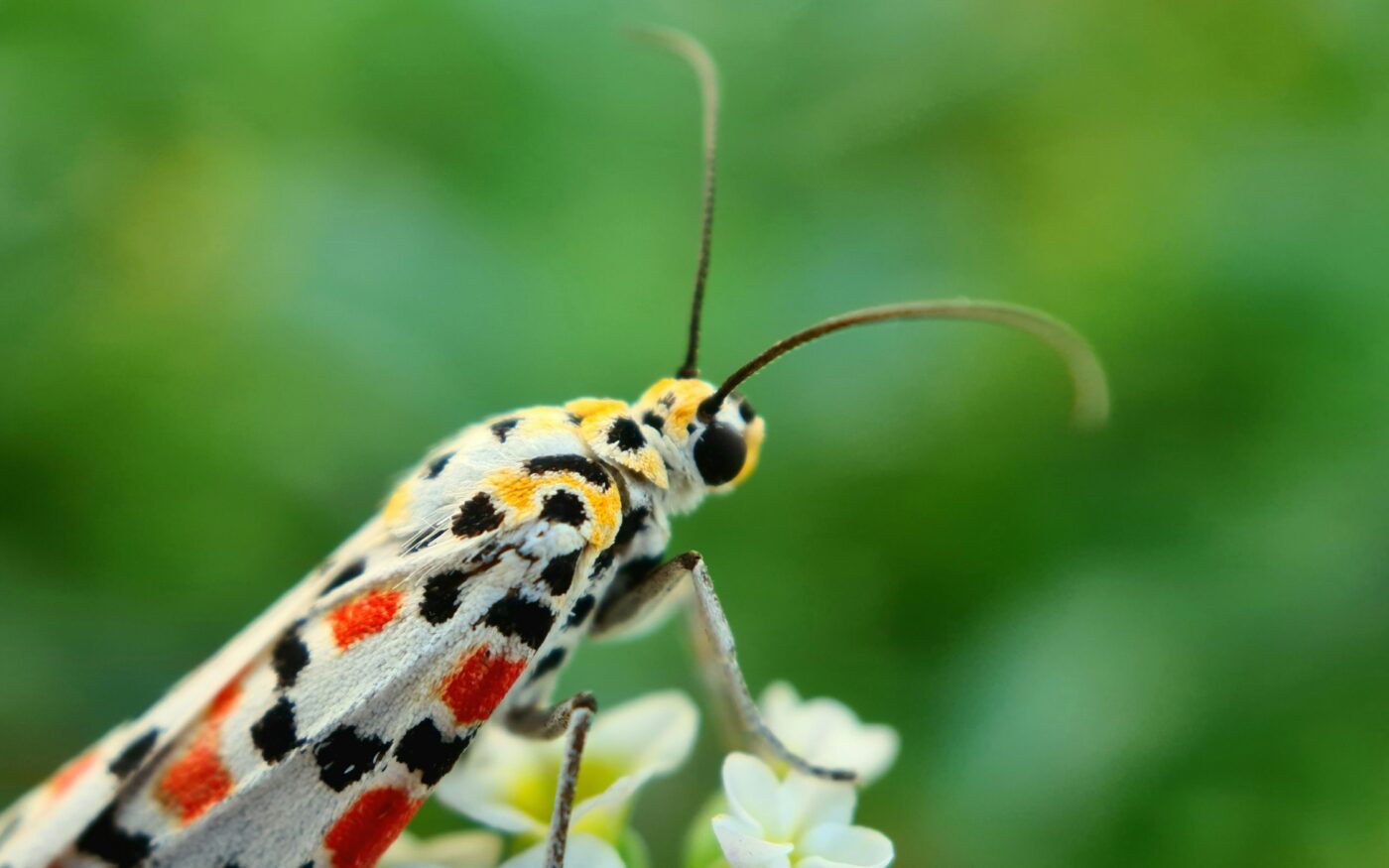 A white moth, spotted all over with beautiful red, orange, yellow, and black patterns, is perched onto delicate white flowers that contrast against the lush background greenery. This photo reflects nature's astounding colors and beauty.