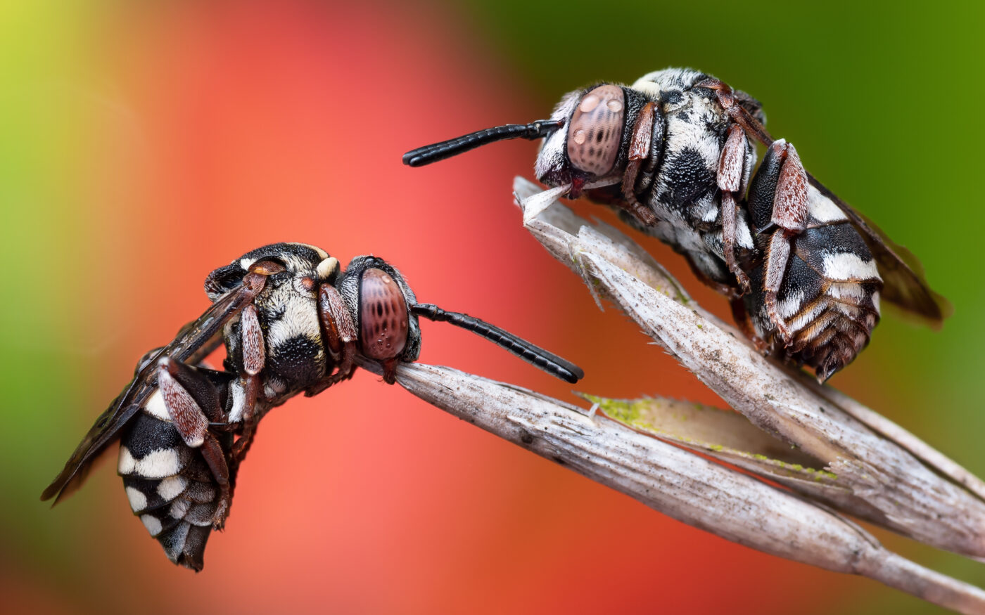 Two Cuckoo Bees (Epeolus variegatus) fast asleep, grasping onto the grass with their mandibles. Still with a few drops of morning dew on them. Handheld focus stack.