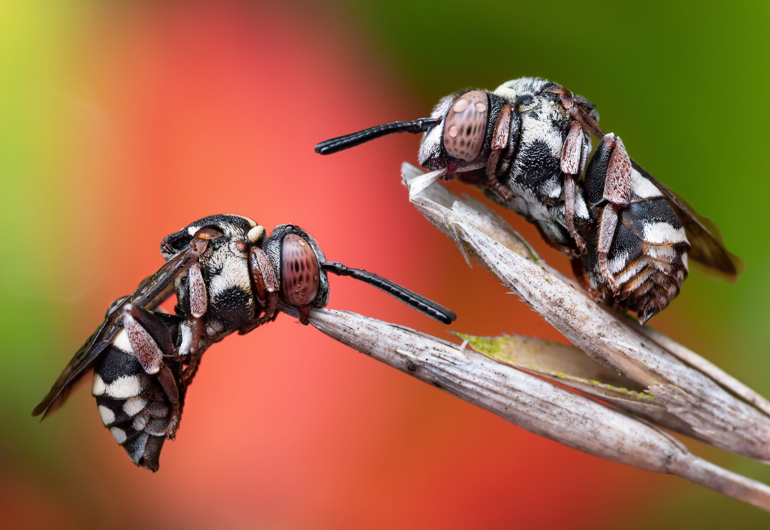 Two Cuckoo Bees (Epeolus variegatus) fast asleep, grasping onto the grass with their mandibles. Still with a few drops of morning dew on them. Handheld focus stack.