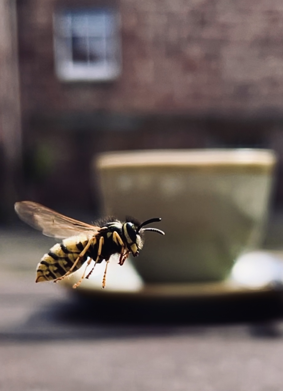 Wasp who seemed to enjoy sharing a cream tea with us, favoured raspberry jam over blackcurrant and was very polite.