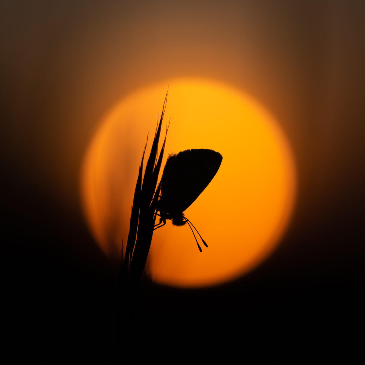 The sun is rising behind a Brown Argus butterfly as it starts to awaken from roosting.  Taken at Martin Down Nature Reserve in Hampshire, around 5am !